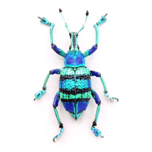 Real glitter Weevil framed taxidermy - Eupholus schoenherrii petiti - very special color form