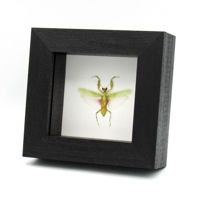 Real Indian Flower Mantis framed taxidermy - Creobroter gemmatus