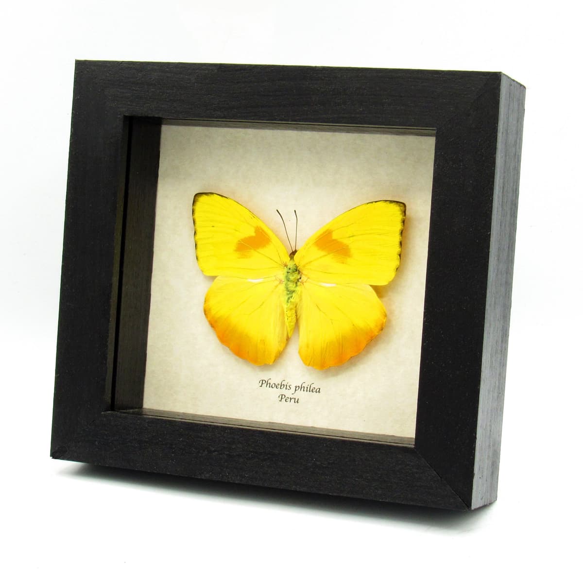 Real yellow Sulphur butterfly framed taxidermy - Phoebis philea