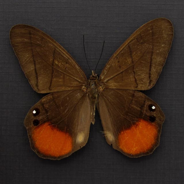 Real Orange Moon Satyr butterfly framed taxidermy - Pierella luna lesbia
