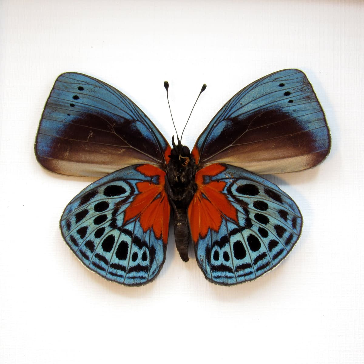 Real metallic blood red butterfly framed taxidermy - Asterope optima