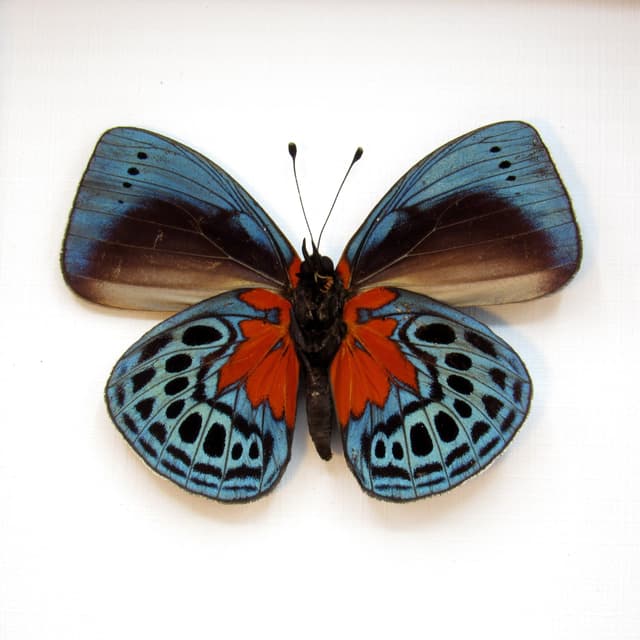 Real metallic blood red butterfly framed taxidermy - Asterope optima