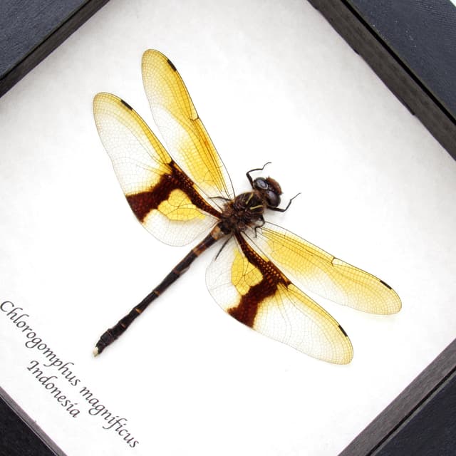 Rare Giant Golden Dragonfly framed taxidermy - Chlorogomphus magnificus - 4 inch wingspan