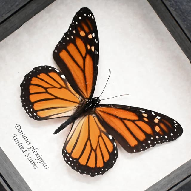 Real large Monarch butterfly framed taxidermy - Danaus plexippus