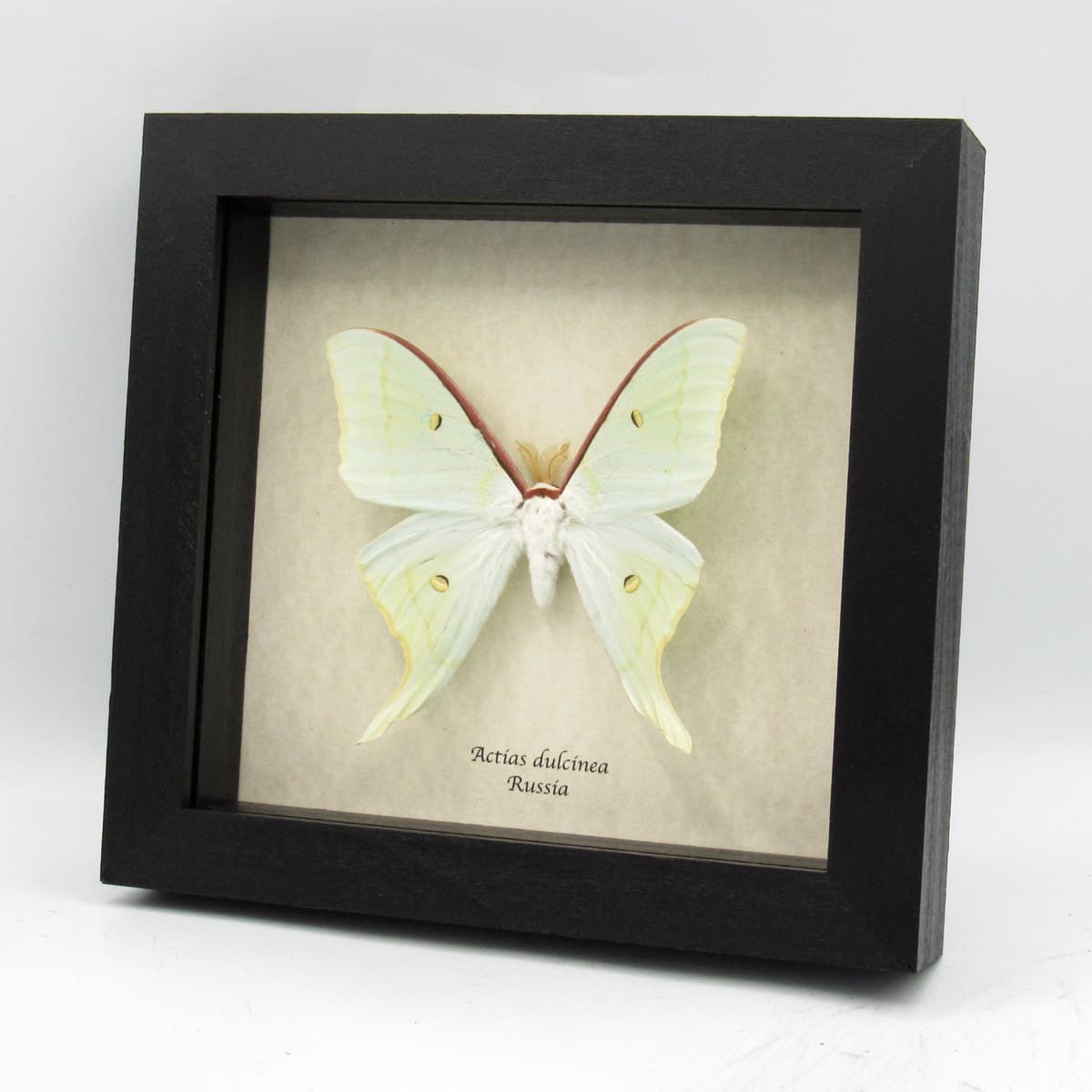 Rare Sweetheart Moonmoth framed taxidermy - Actias dulcinea - large