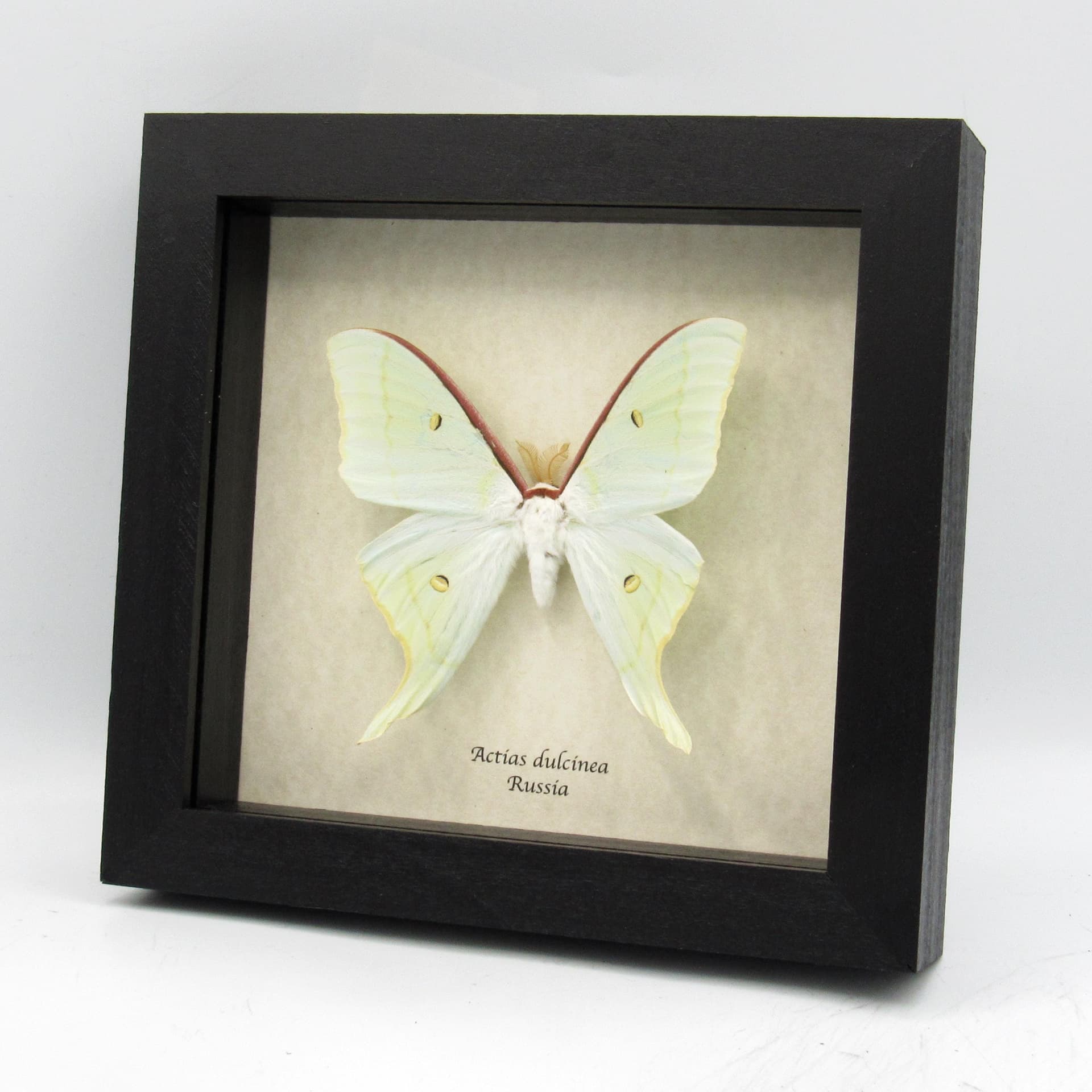Rare Sweetheart Moonmoth framed taxidermy - Actias dulcinea - large