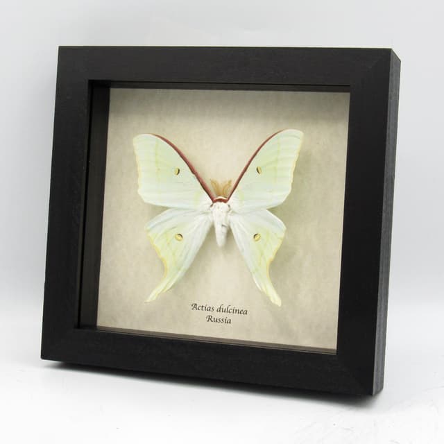 Rare Sweetheart Moonmoth framed taxidermy - Actias dulcinea - large