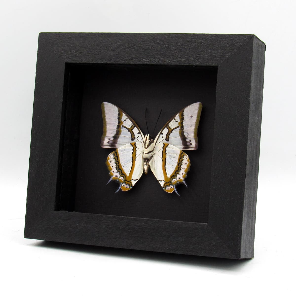 Real pearlescent butterfly framed taxidermy - Polyura eudamippus