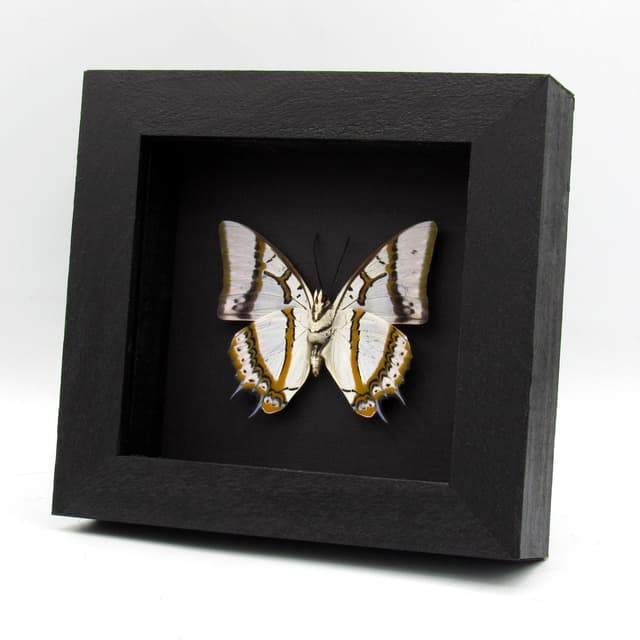 Real pearlescent butterfly framed taxidermy - Polyura eudamippus