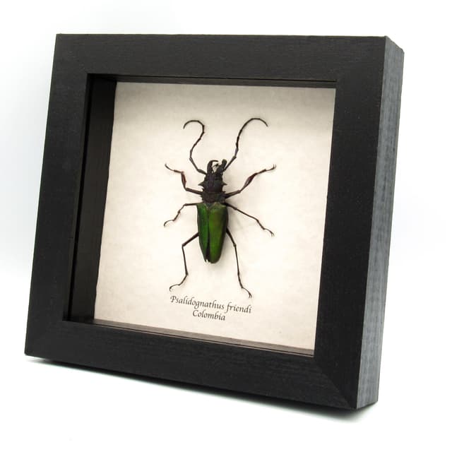 Rare metallic green Longhorn beetle framed taxidermy - Psalidognathus friendi