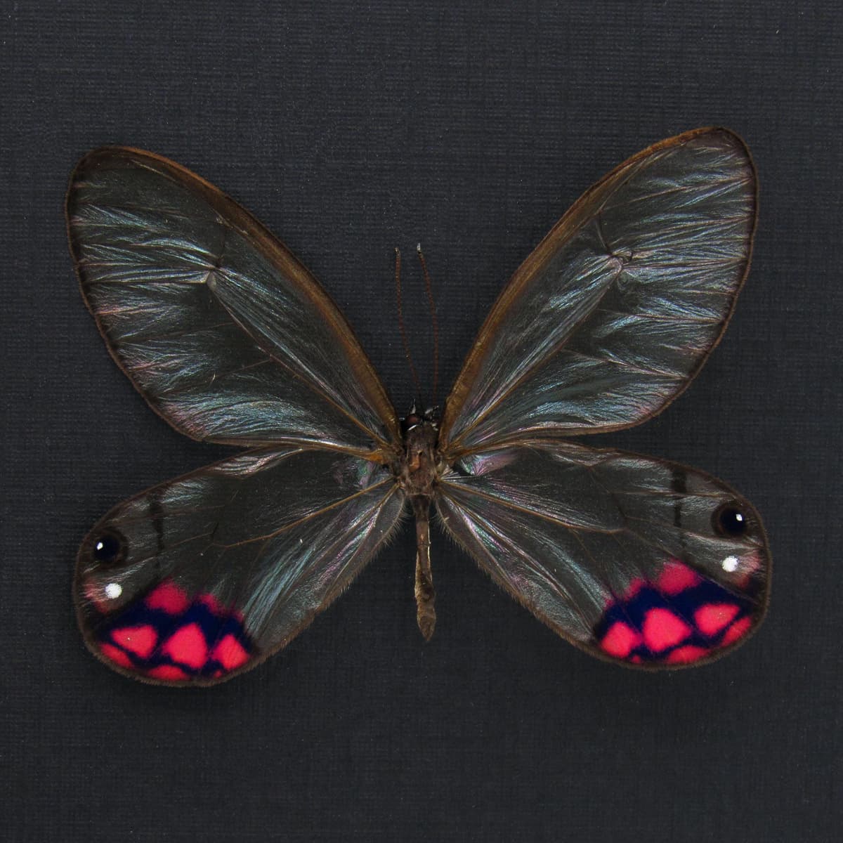 Rare pink glasswing butterfly framed taxidermy - Cithaerias pyropina