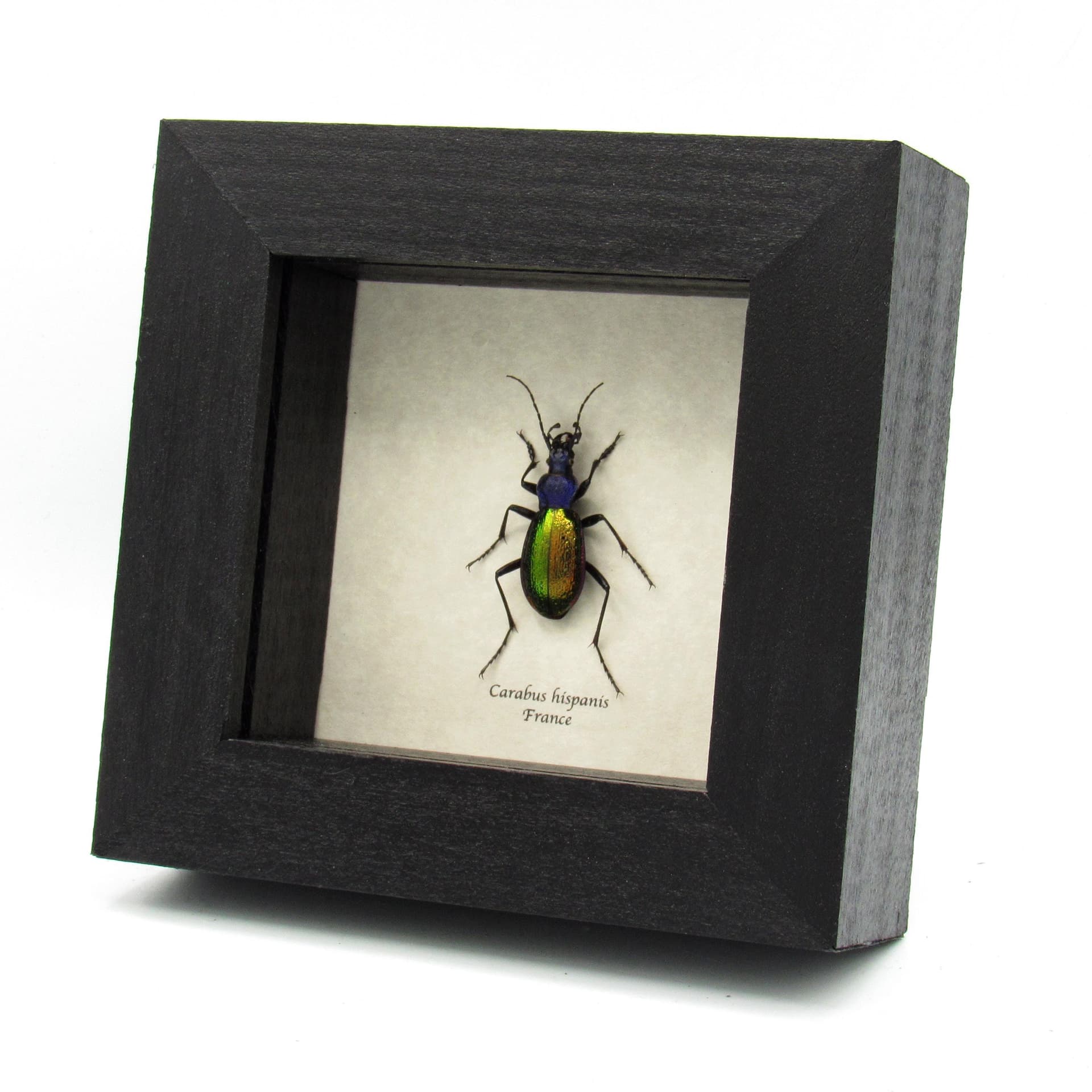 Real purple Predator beetle framed taxidermy - Carabus hispanus