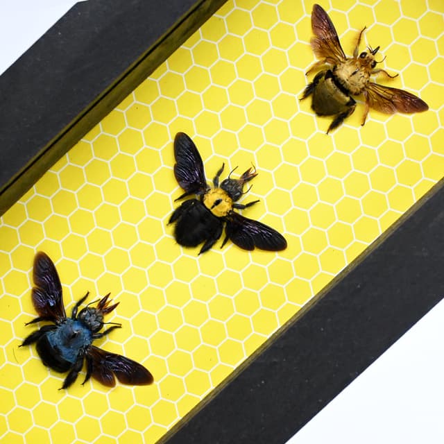 Real framed bees taxidermy collection