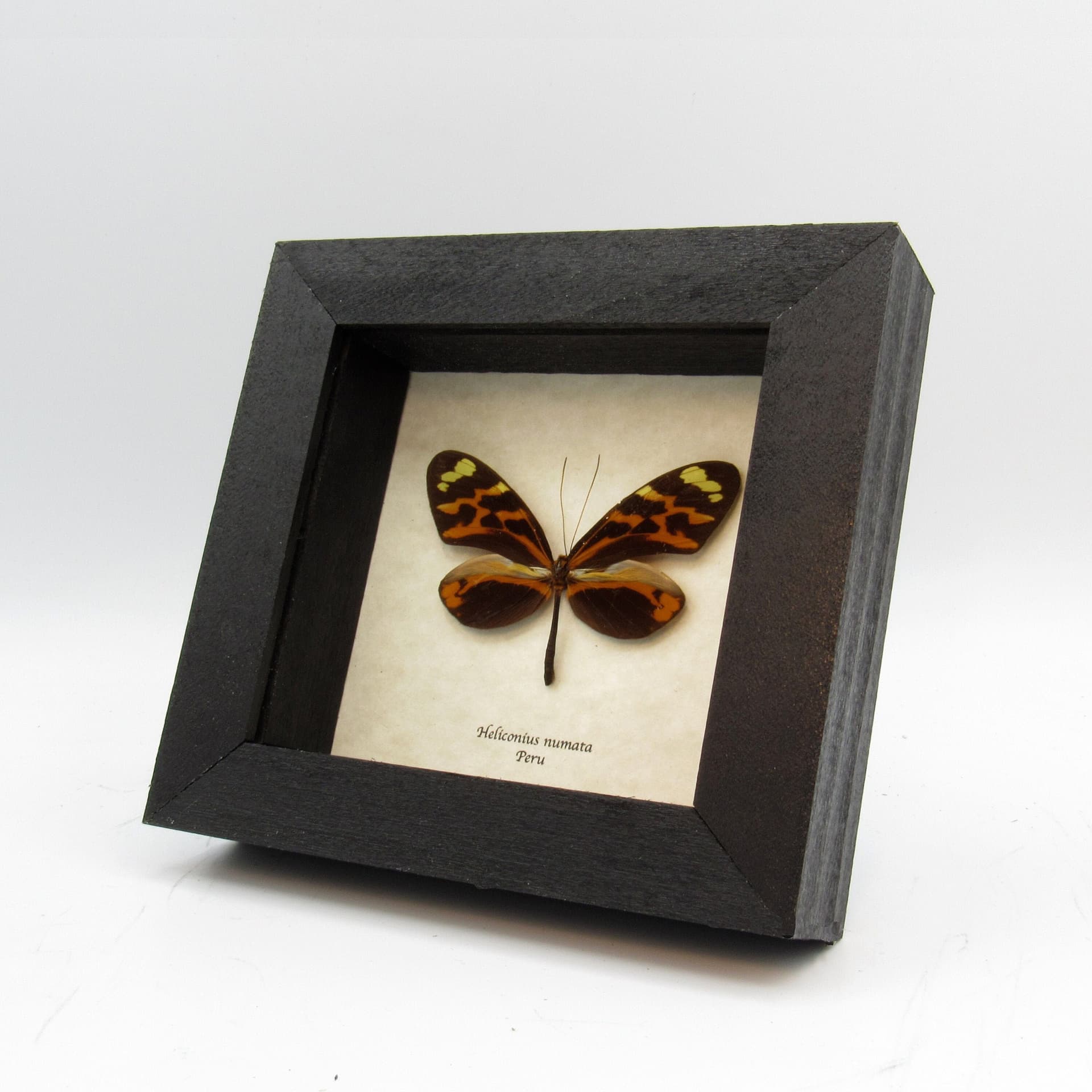 Real orange Longwing butterfly framed taxidermy - Heliconius numata