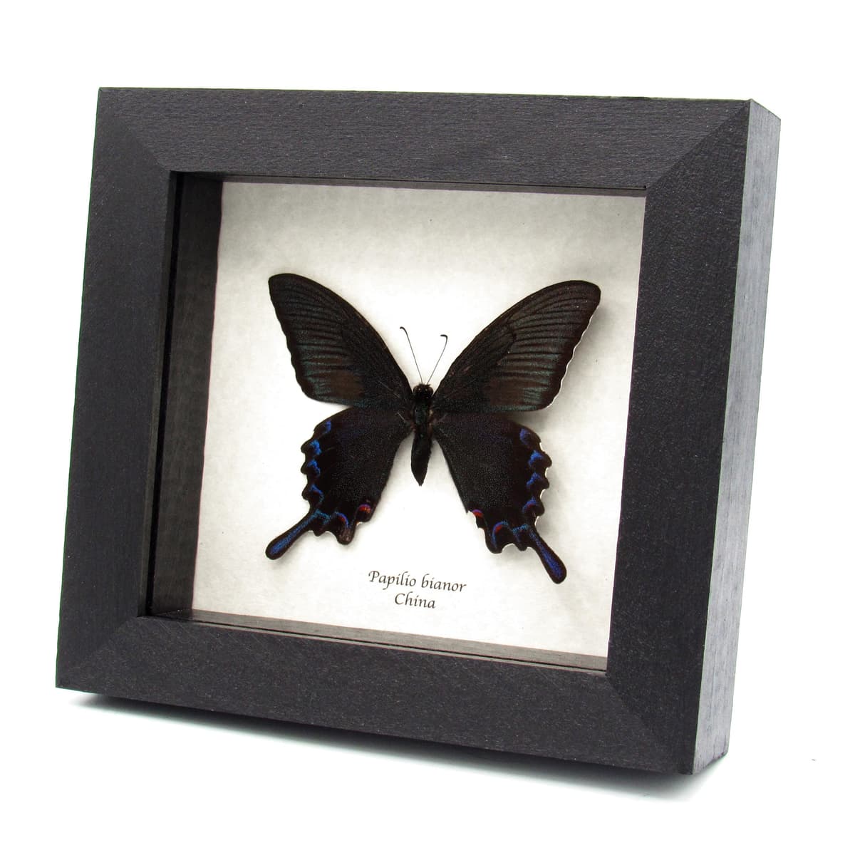 Real Black Peacock Swallowtail framed taxidermy - Papilio bianor