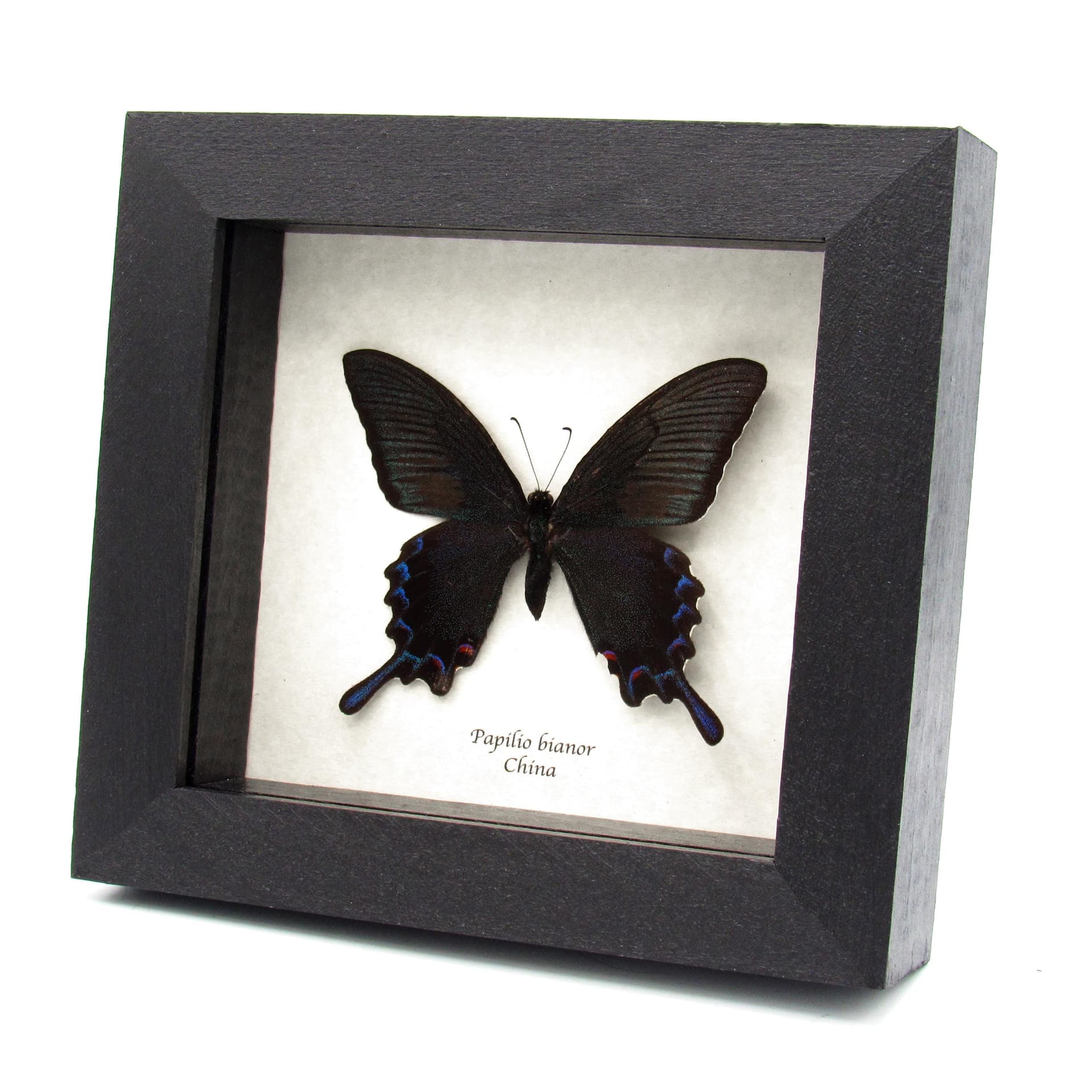 Real Black Peacock Swallowtail framed taxidermy - Papilio bianor
