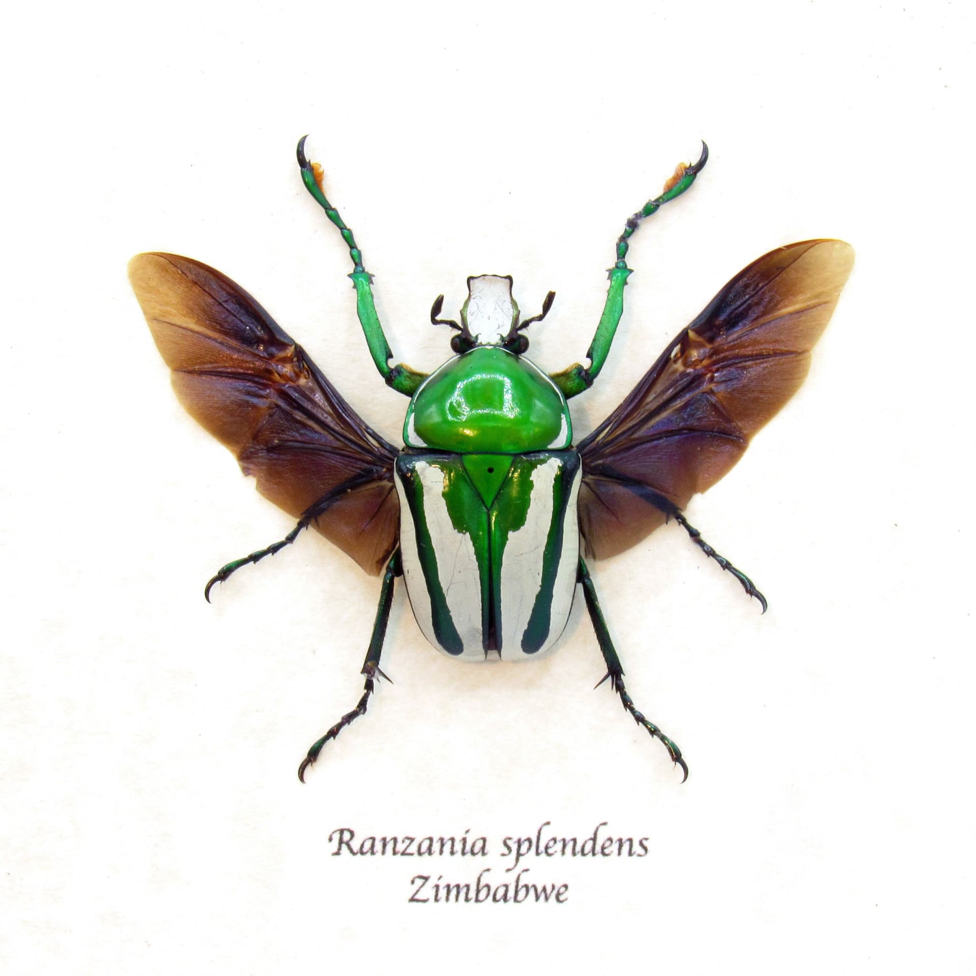 Real framed taxidermy flower beetle - Ranzania splendens