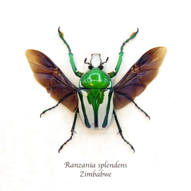 Real framed taxidermy flower beetle - Ranzania splendens