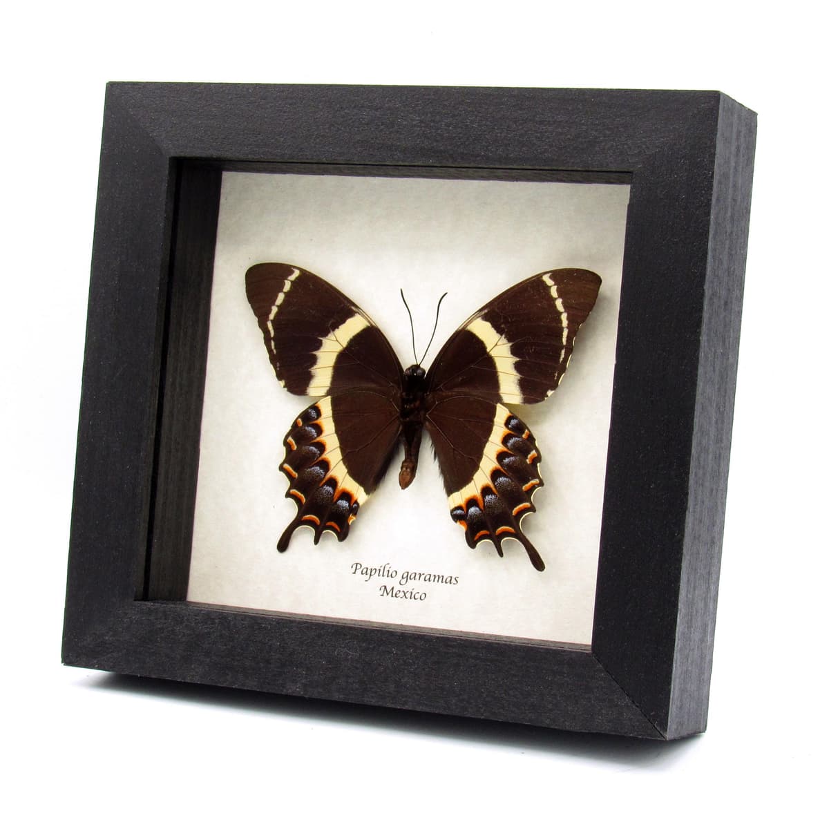 Rare black Magnificent Swallowtail butterfly framed taxidermy - Papilio garamas