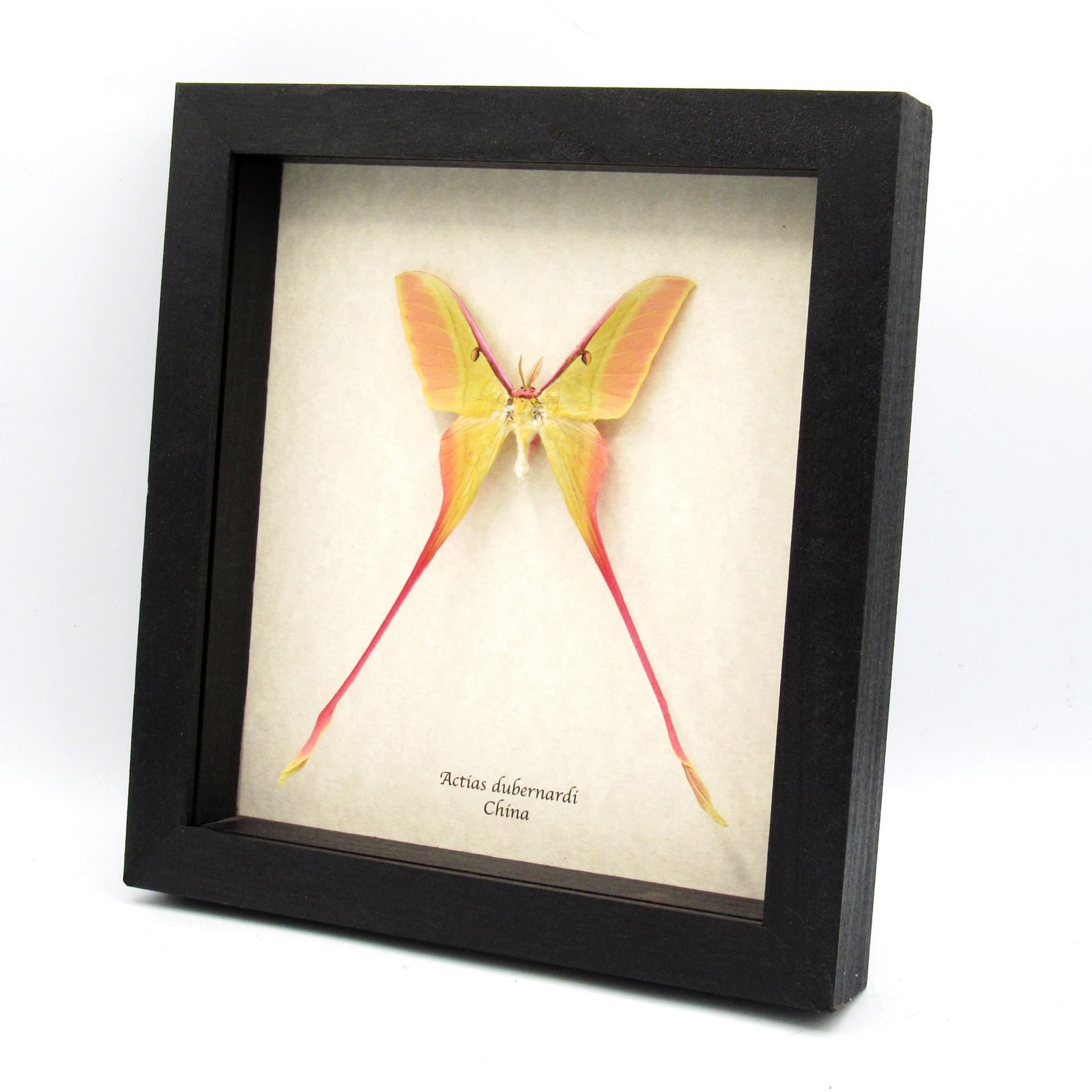 Rare XL pink Chinese Moon Moth framed taxidermy - Actias dubernardi
