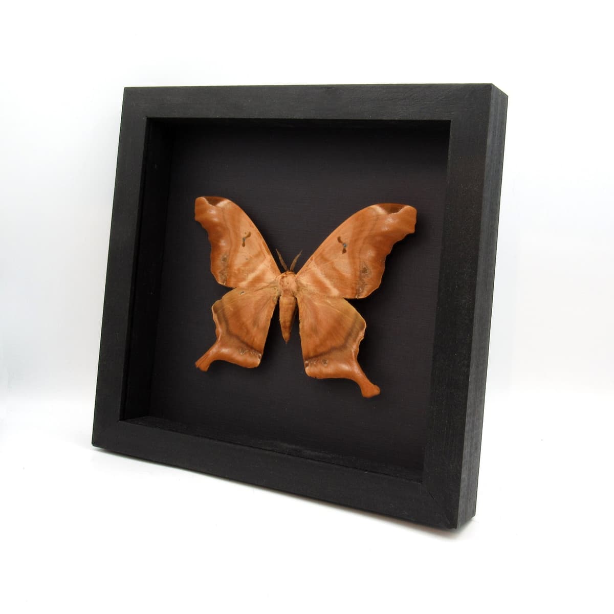 GIANT real Saturn moth framed taxidermy - Titaea tamerlan