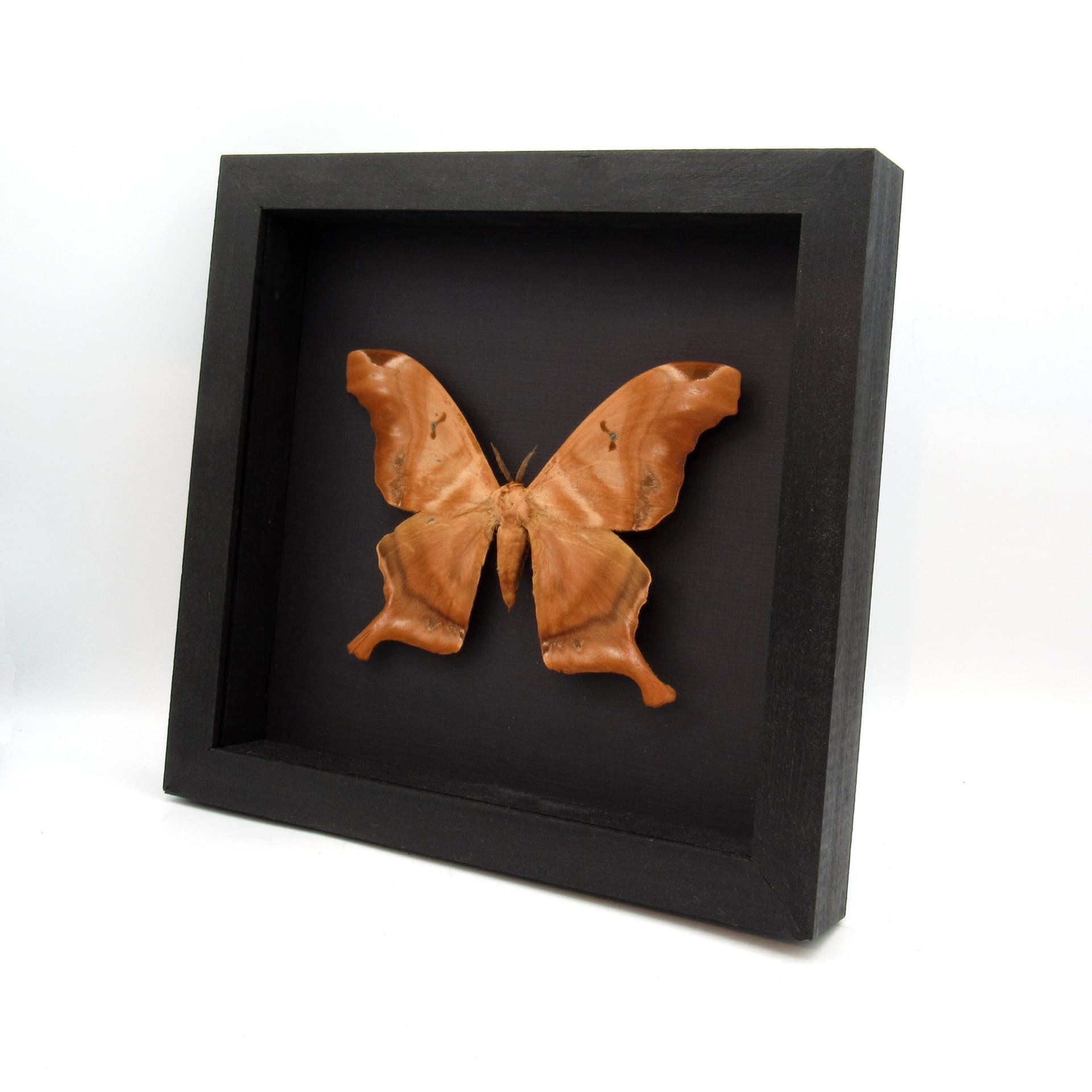 GIANT real Saturn moth framed taxidermy - Titaea tamerlan