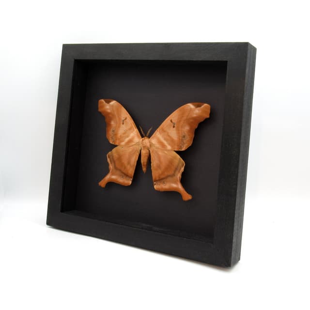 GIANT real Saturn moth framed taxidermy - Titaea tamerlan