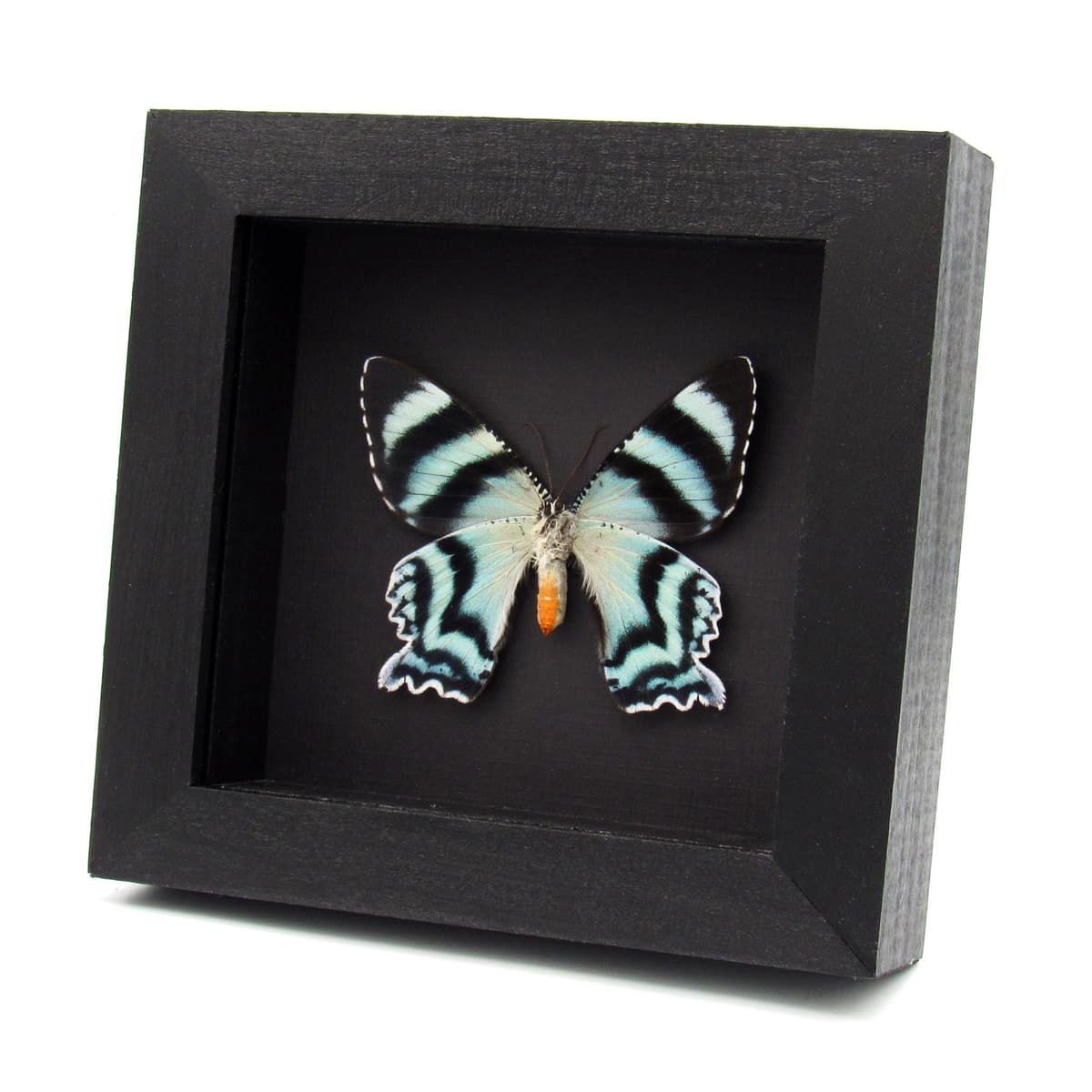 Rare blue Zodiac moth framed taxidermy - Alcides zodiaca