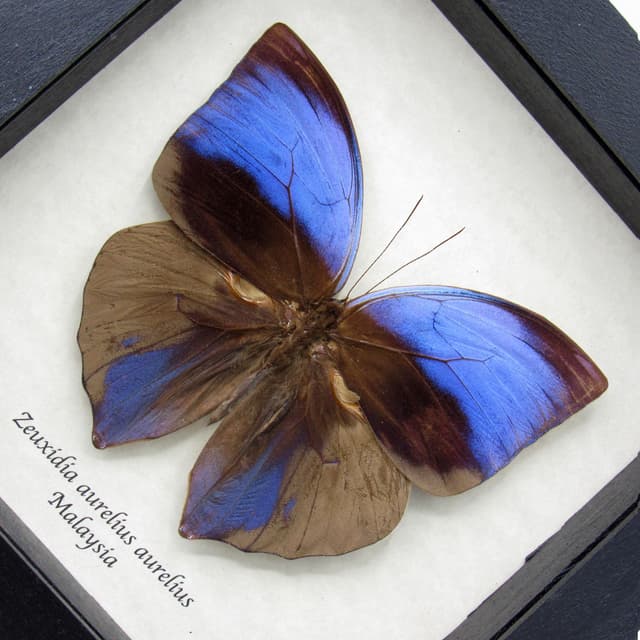 Real purple Giant Saturn butterfly framed taxidermy - Zeuxidia aurelius aurelius