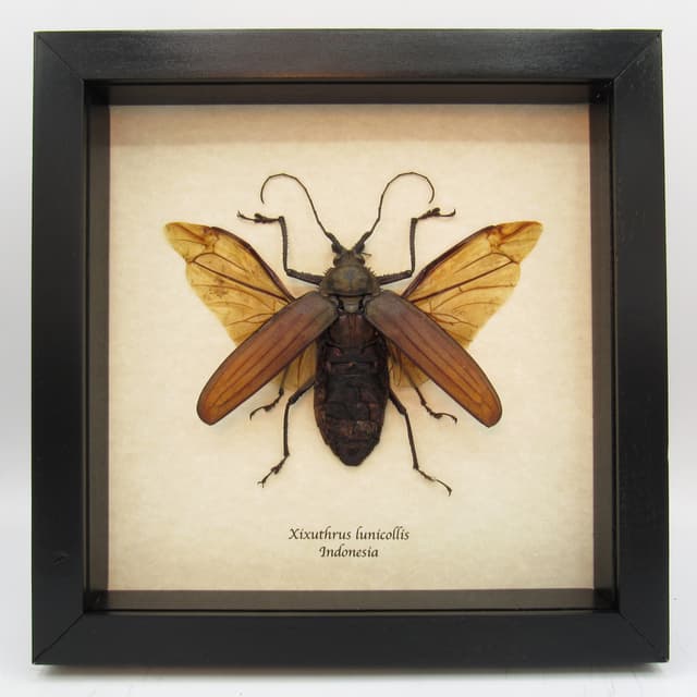Real Giant Longhorn beetle framed taxidermy - Xixuthrus lunicollis