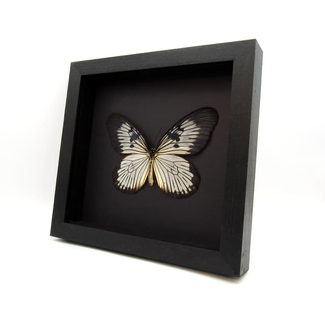 Real XL Rice Wing butterfly framed taxidermy - Idea blanchardi munaensis - rare female