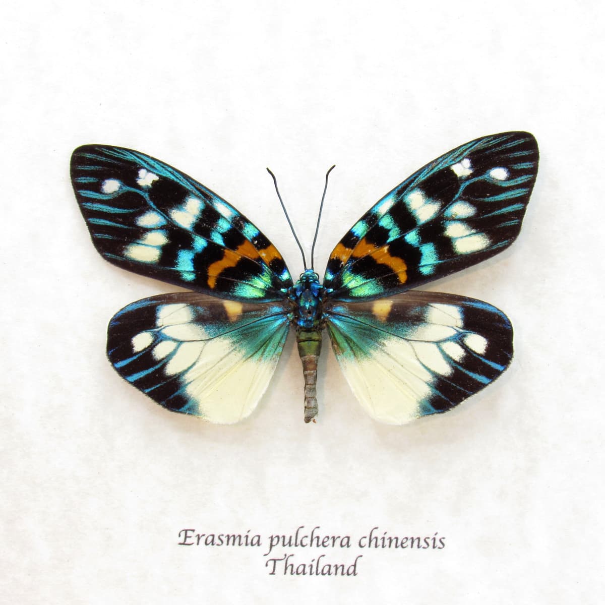 Real metallic Day Flying moth framed taxidermy - Erasmia pulchera chinensis