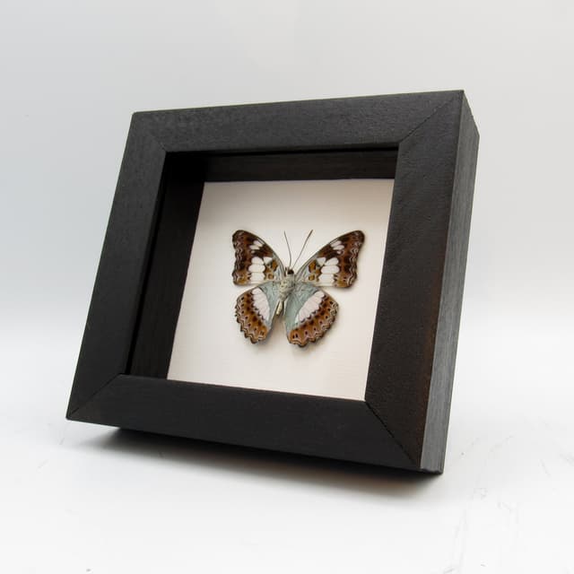 Real lavender butterfly framed taxidermy - Moduza procris