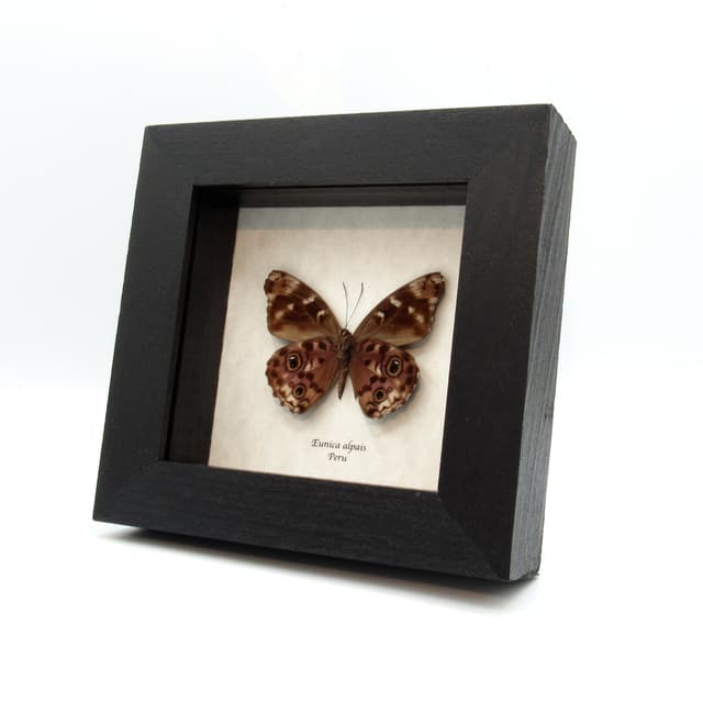Real purple butterfly framed taxidermy - Eunica alpais