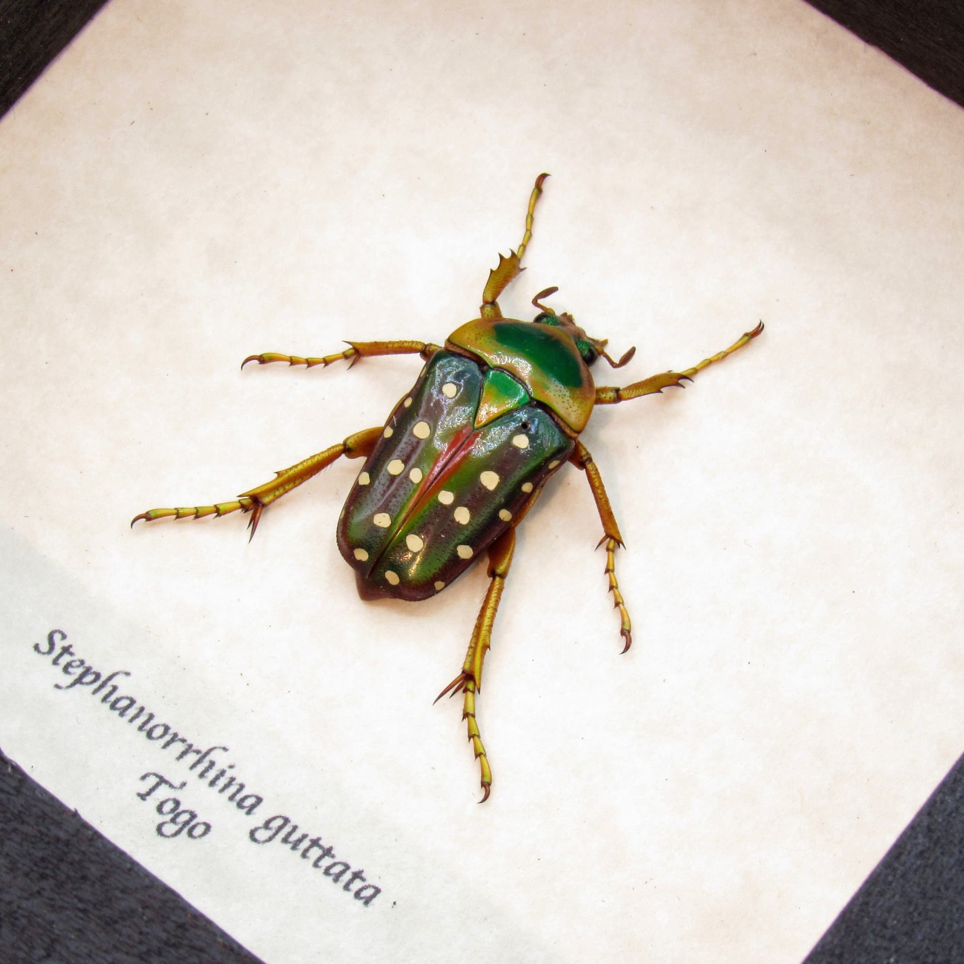 Real purple Polka Dot Scarab Beetle framed taxidermy - Stephanorrhina guttata