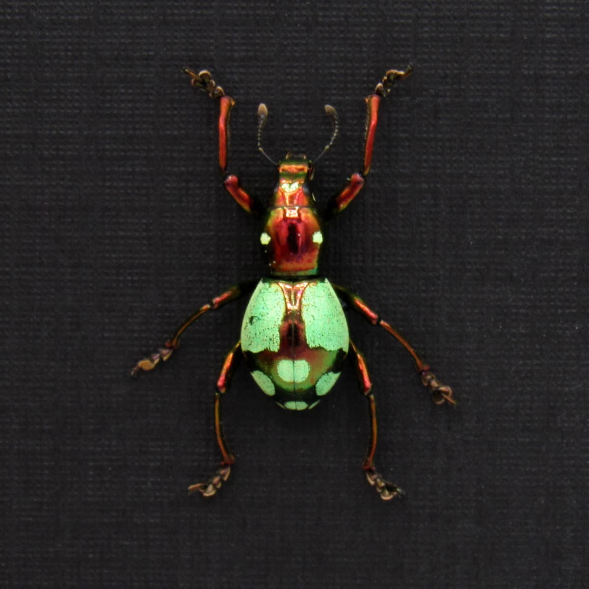 WEEVIL MANIA!  Real metallic red and green weevil framed taxidermy - Pachyrhynchus species