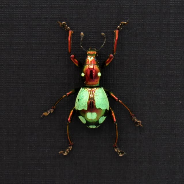 WEEVIL MANIA!  Real metallic red and green weevil framed taxidermy - Pachyrhynchus species