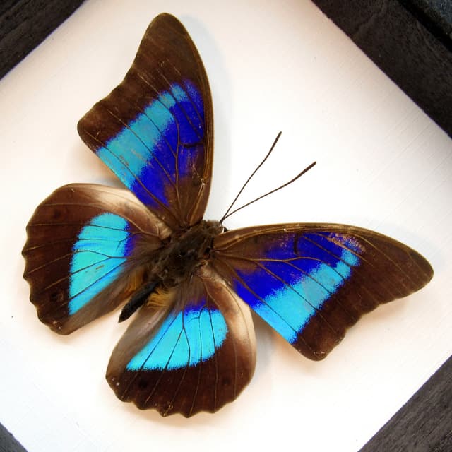 Real purple and blue iridescent framed taxidermy butterfly- Prepona omphale