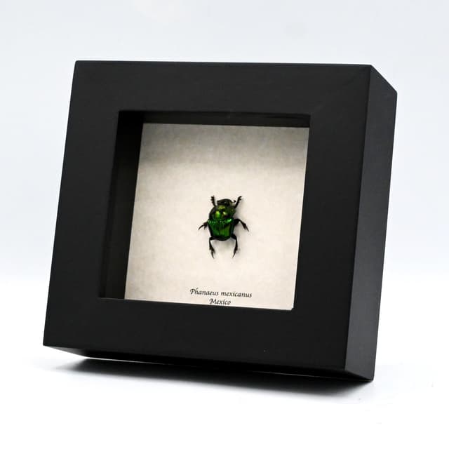 Real metallic dung beetle framed taxidermy - Phanaeus mexicanus