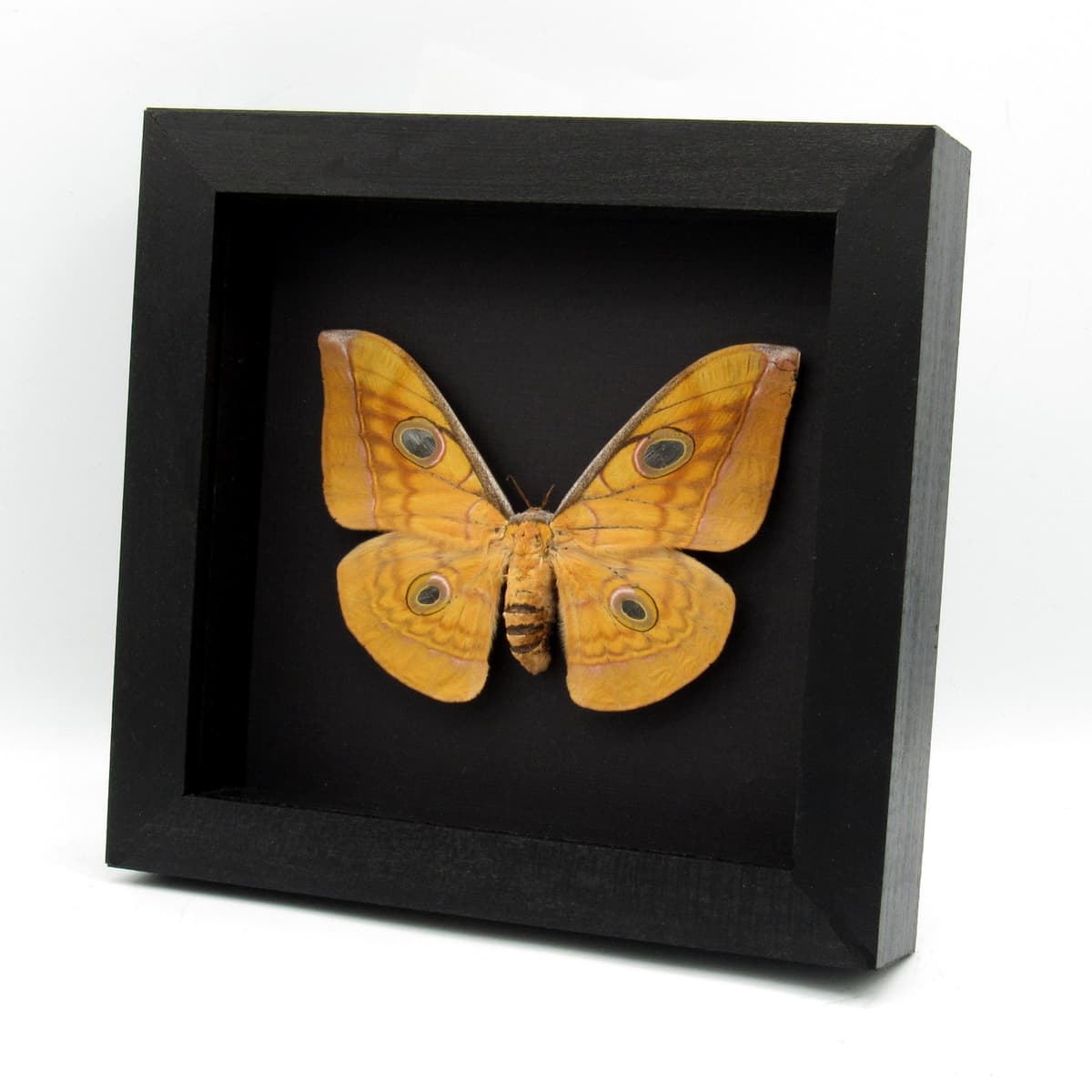 Real Giant Saturn moth framed taxidermy - Antheraea frithi - large female - minor damage