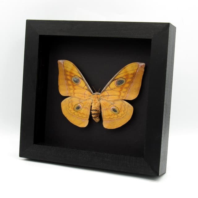 Real Giant Saturn moth framed taxidermy - Antheraea frithi - large female - minor damage