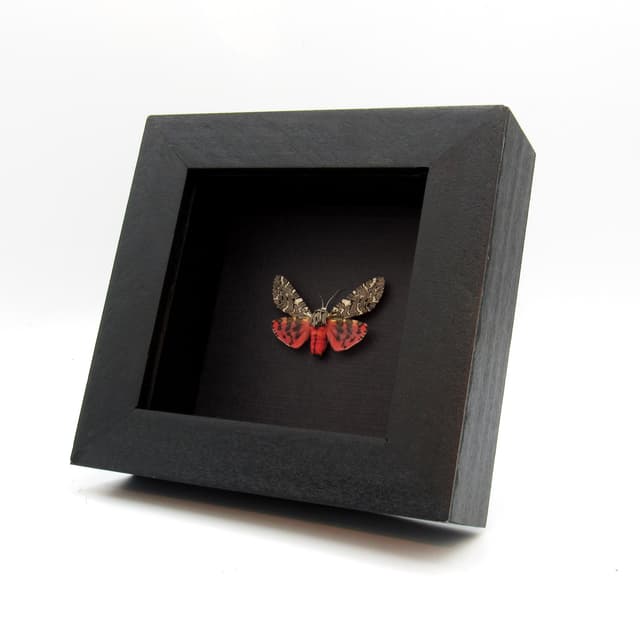 Real framed Painted Tiger Moth taxidermy - Arachnis picta