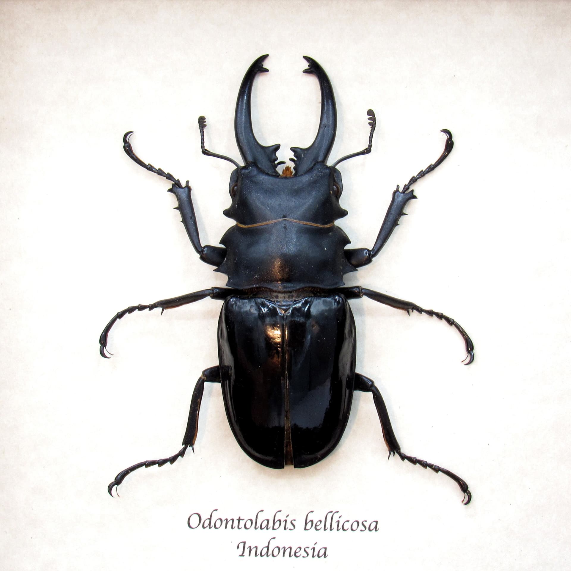 Real Giant Stag beetle framed taxidermy - Odontolabis bellicosa