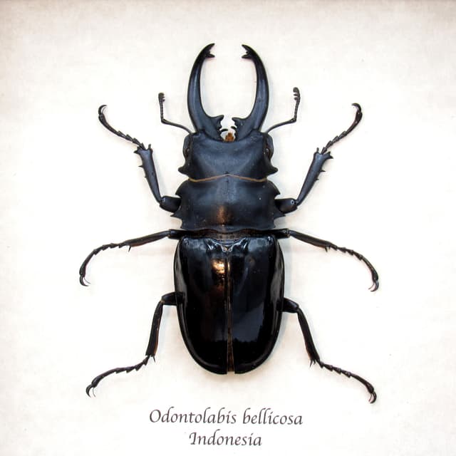 Real Giant Stag beetle framed taxidermy - Odontolabis bellicosa