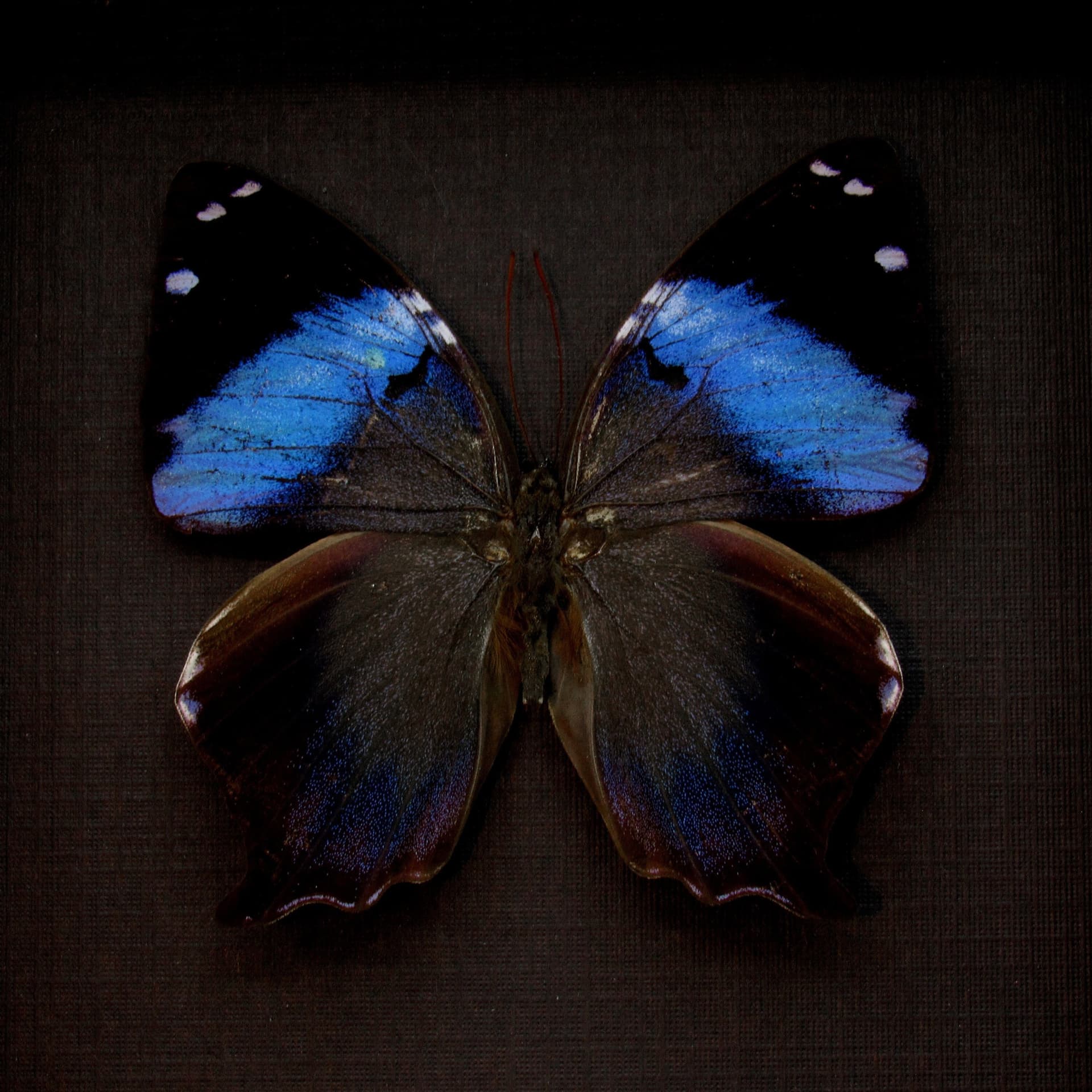 Real blue butterfly framed taxidermy - Prothoe franck