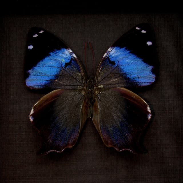 Real blue butterfly framed taxidermy - Prothoe franck