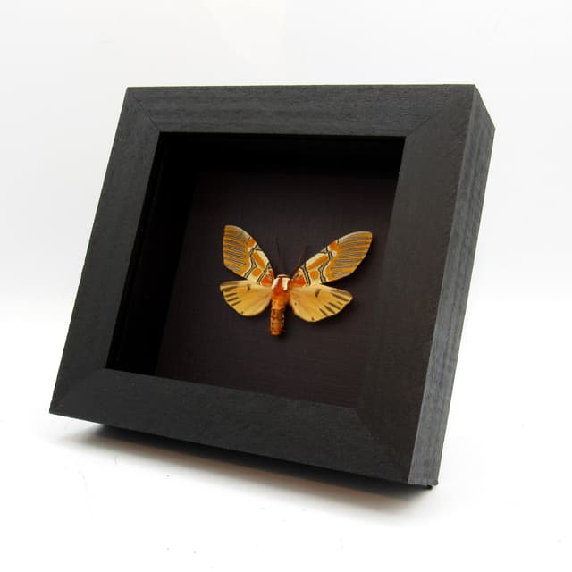 Rare Decorated Beauty moth framed taxidermy - Anaxita decorata