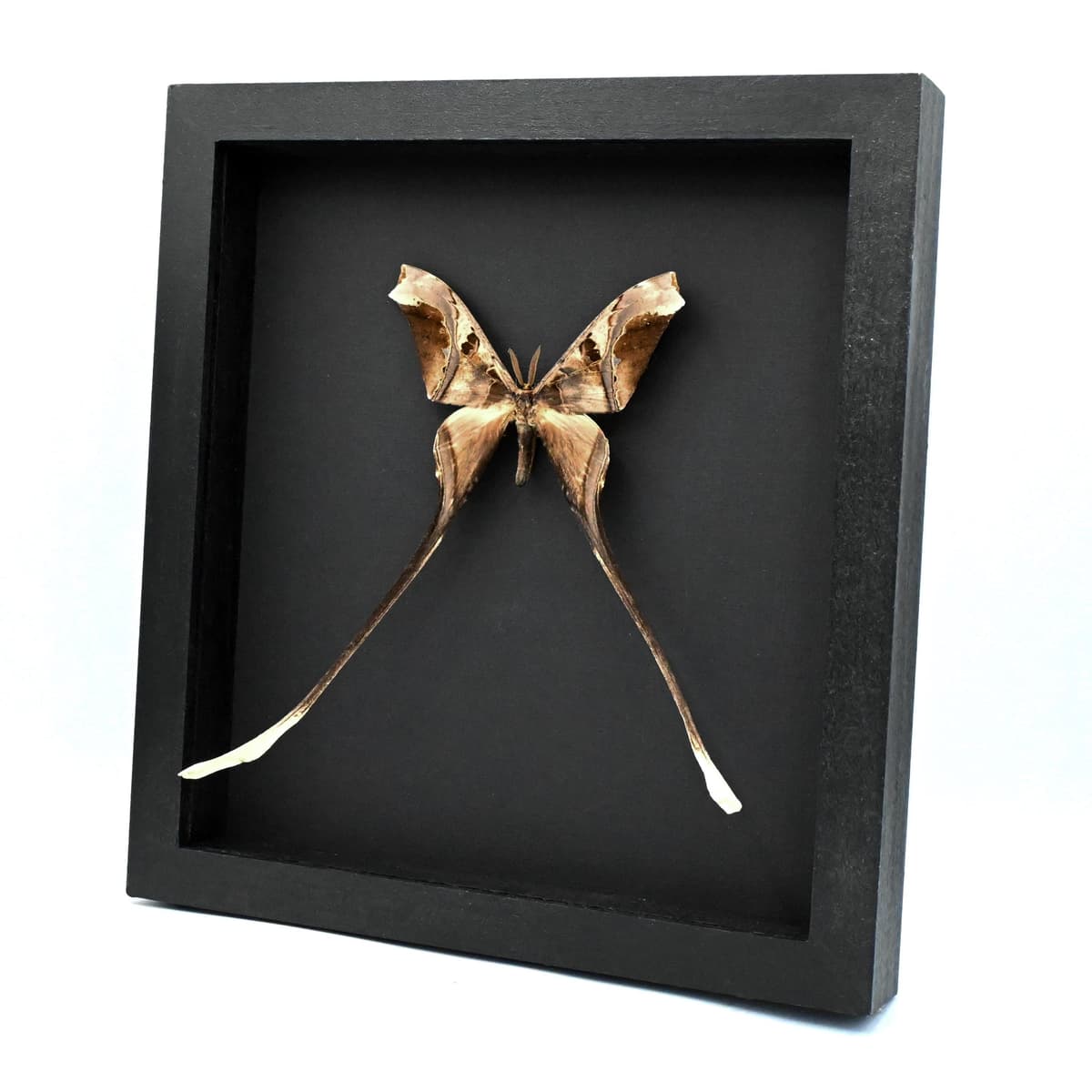 Rare XL Saturn moth framed taxidermy - Copiopteryx semiramis