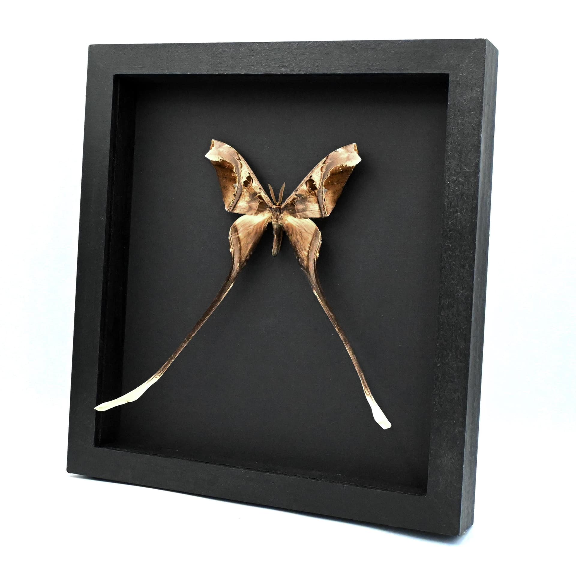 Rare XL Saturn moth framed taxidermy - Copiopteryx semiramis