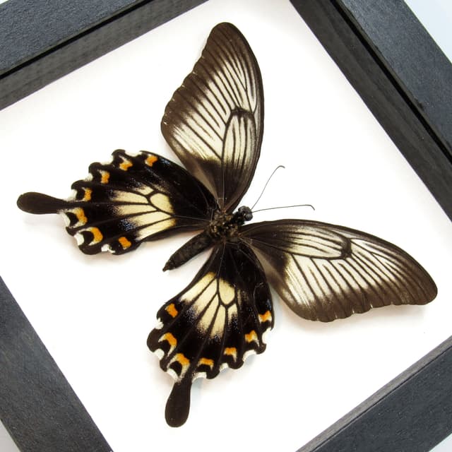 Real giant swallowtail butterfly framed taxidermy - Papilio ascalaphus - large female